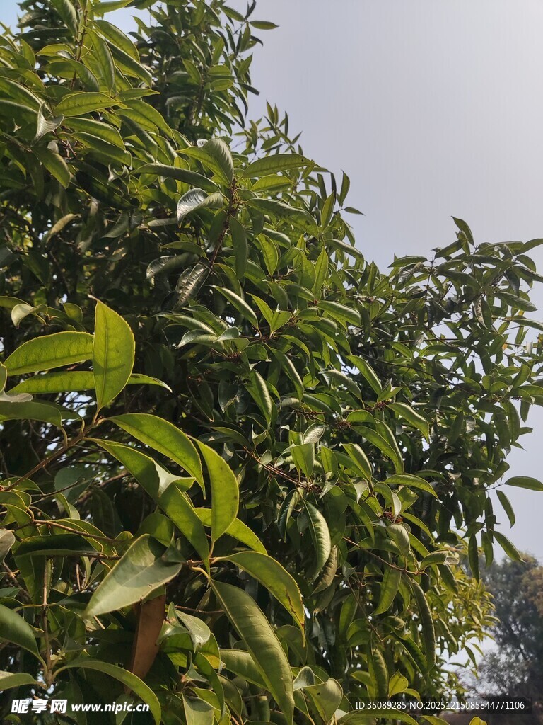 繁茂绿树展现盎然生机