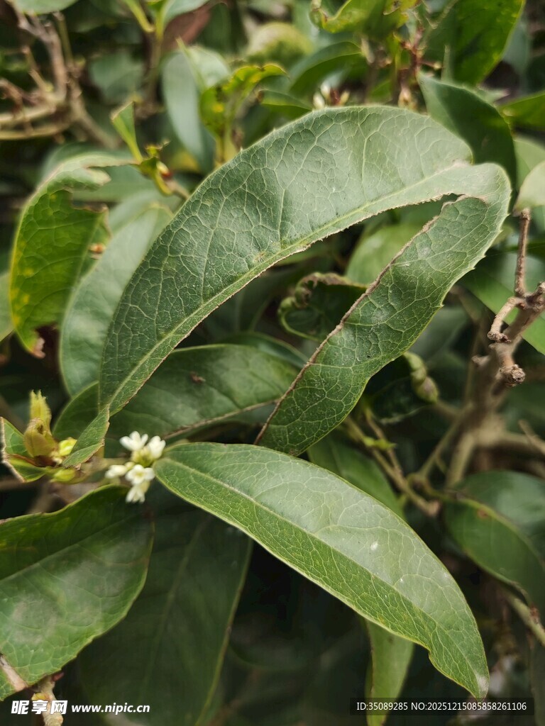 绿叶间的清新小花