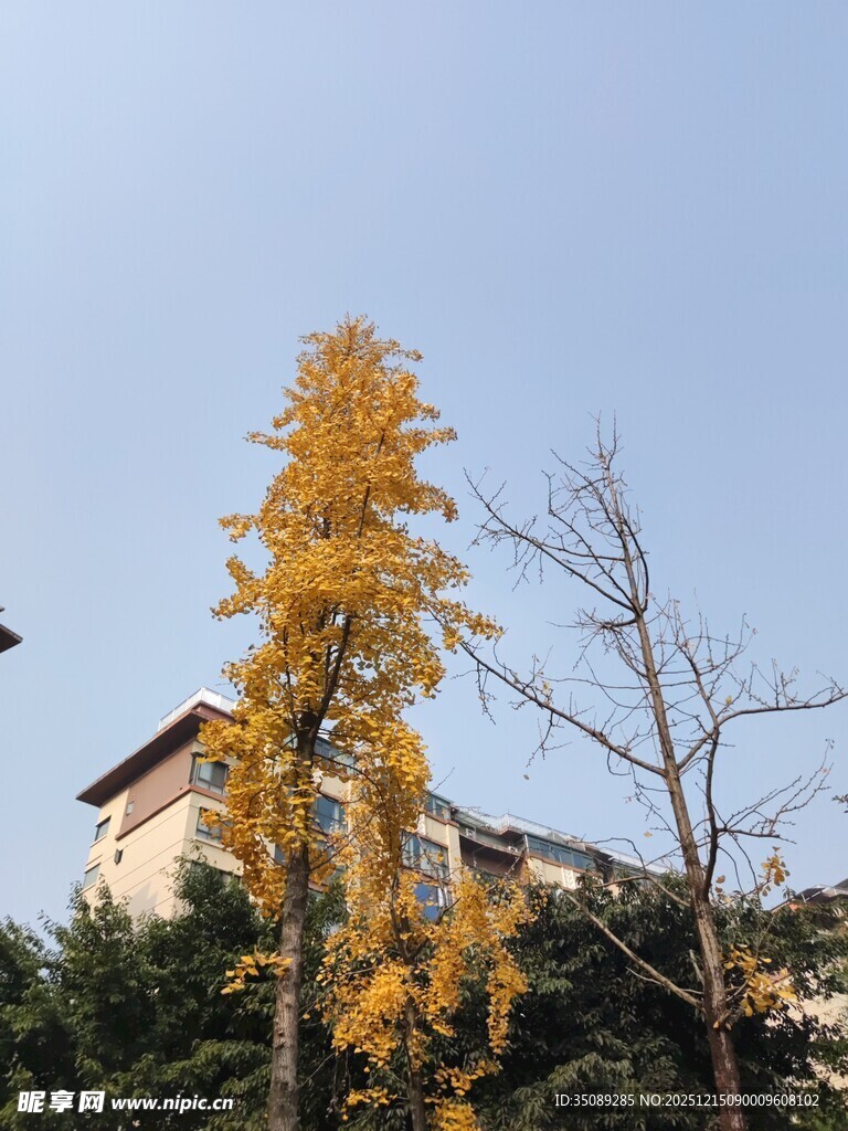 金黄银杏旁的古朴建筑