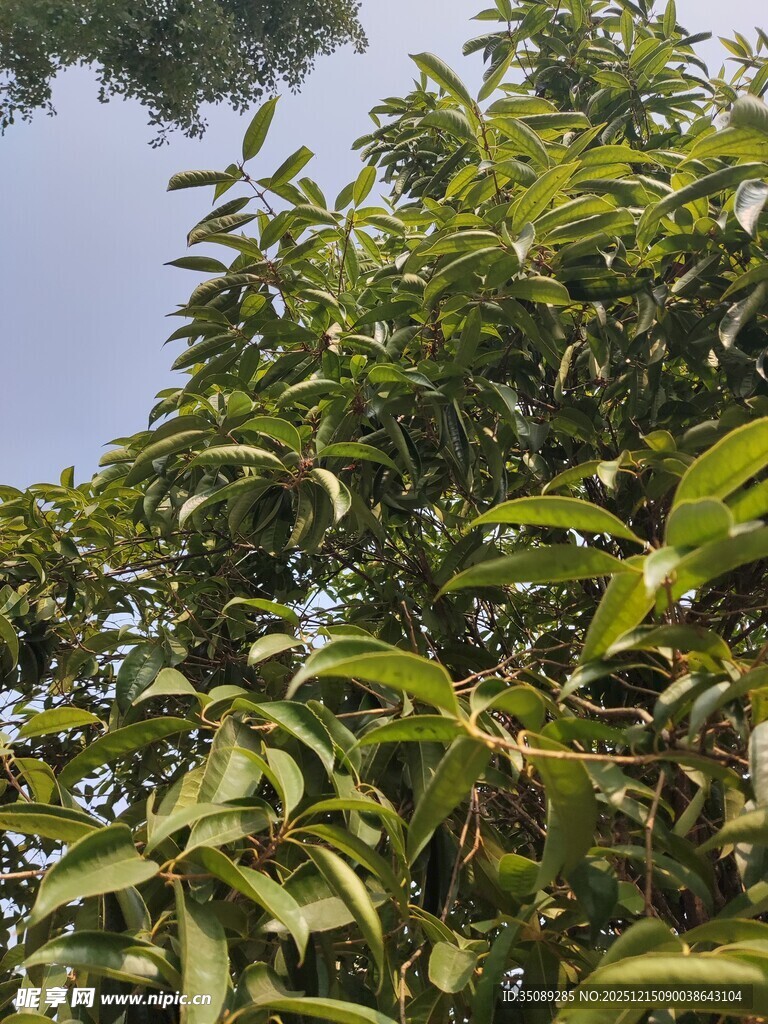 绿叶繁茂的果树