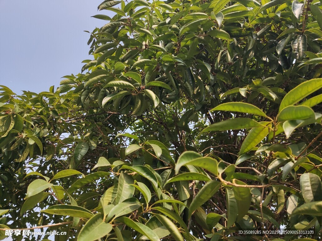 茂盛绿叶的树木