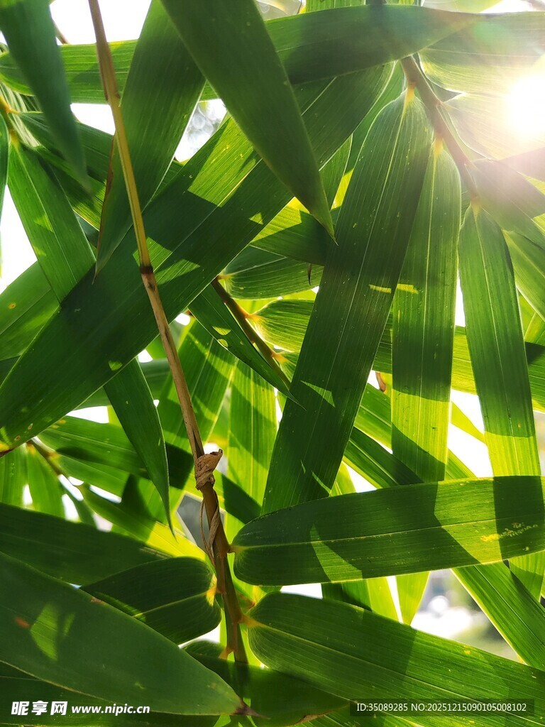 阳光照耀下的翠绿竹叶