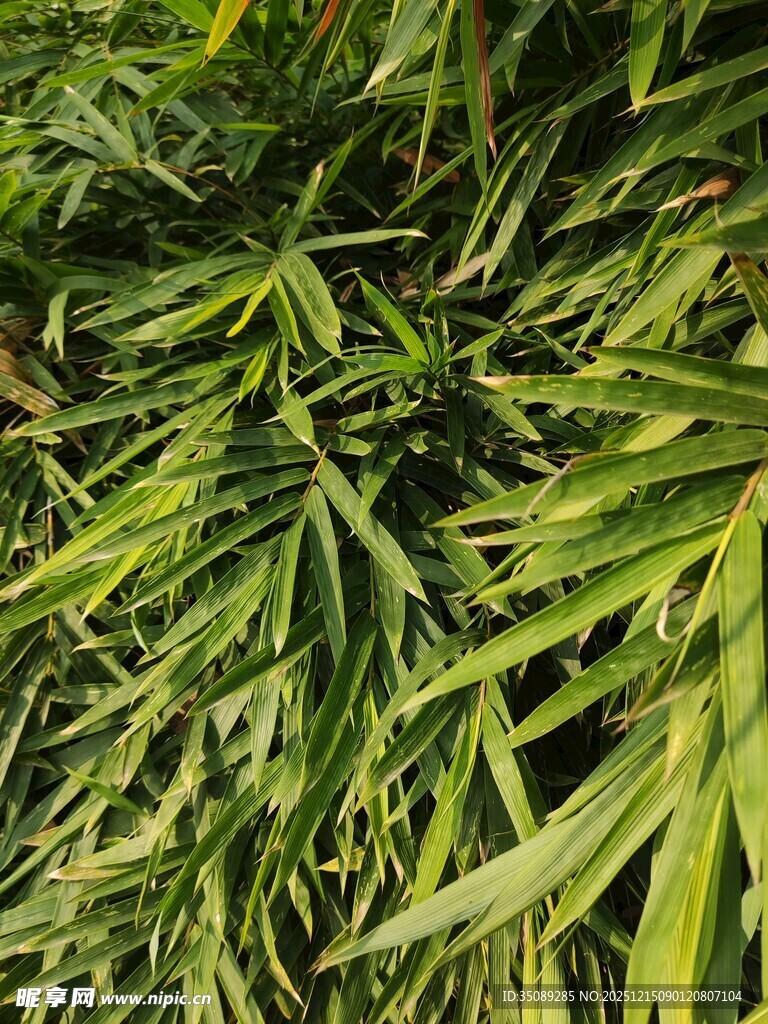 翠绿竹叶特写