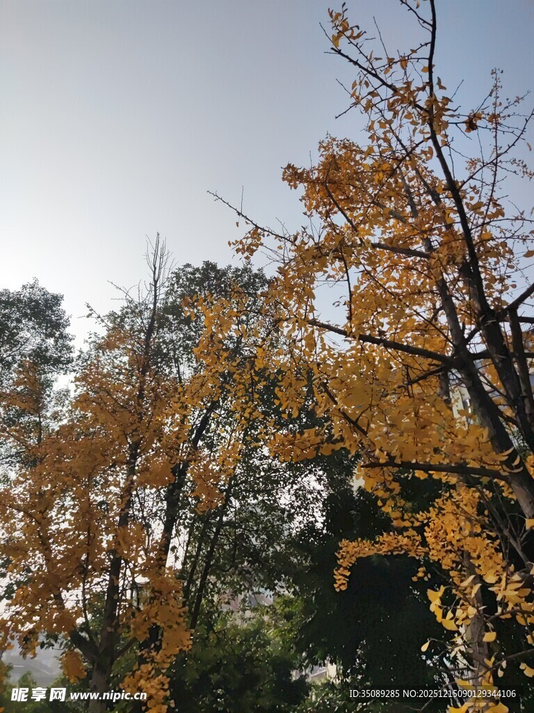 秋日金黄树叶的树木景观