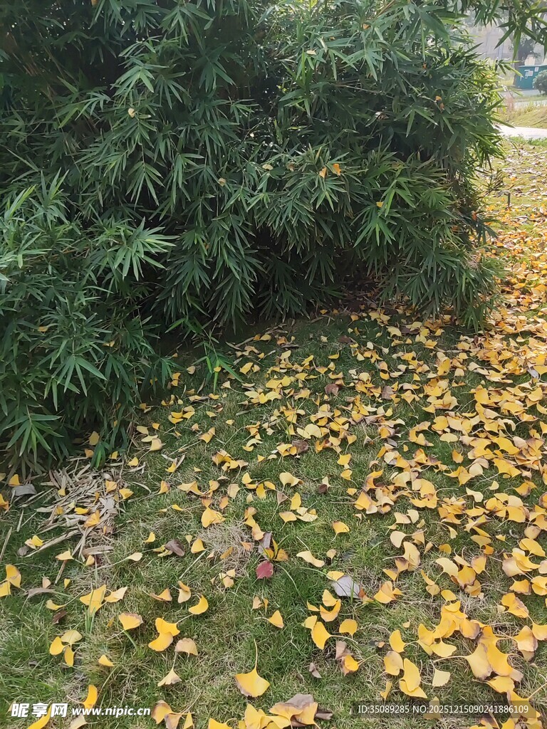 落叶铺地旁的葱郁竹林