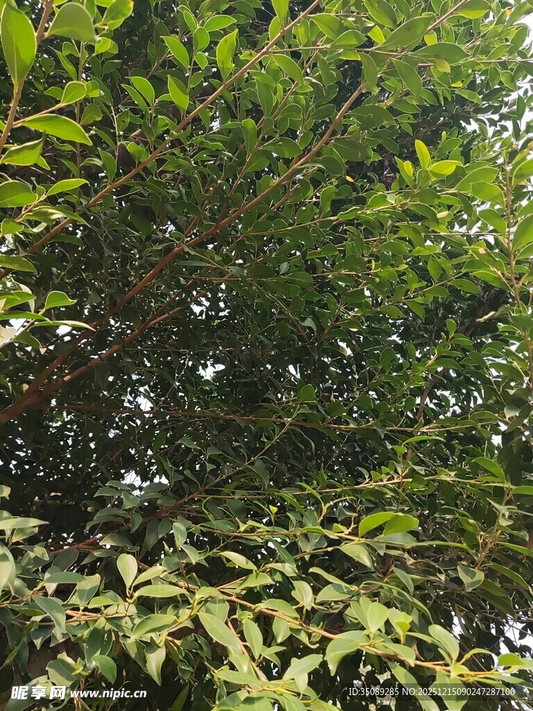 茂密绿植景观