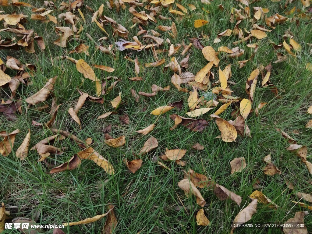 草地上的枯黄落叶