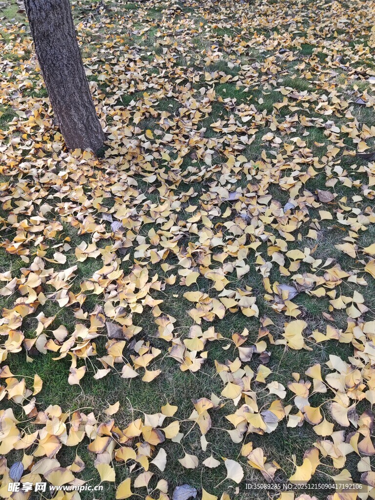 秋日树下银杏落叶美景