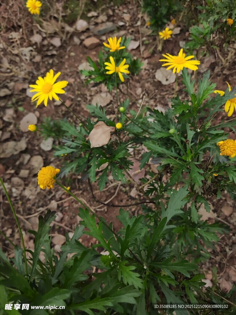 地面绽放的黄色小花