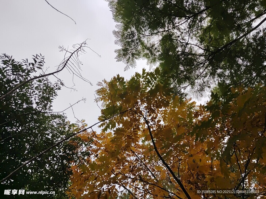 秋日林间树梢风景