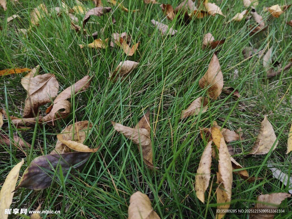 草地上的枯黄落叶