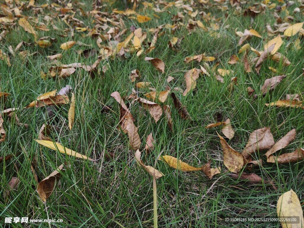 草地上的枯黄落叶