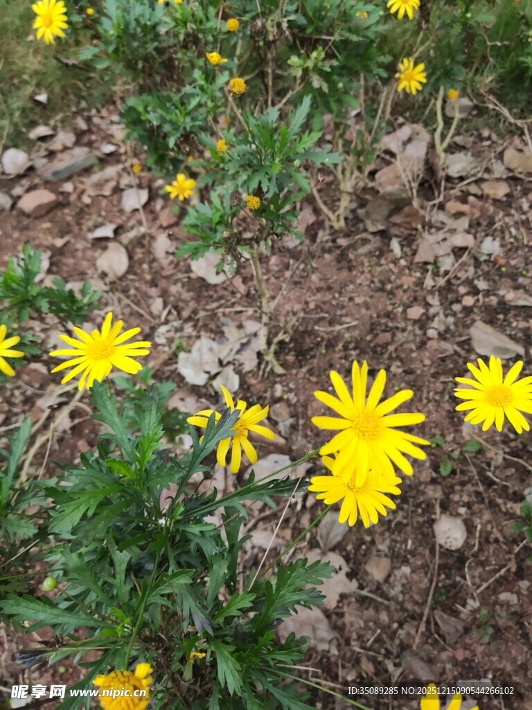 黄色小花盛开于土地间