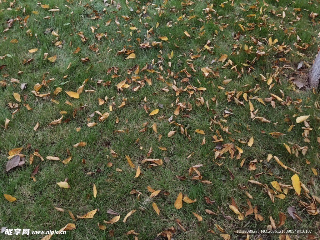 草地上散落的斑斓秋叶