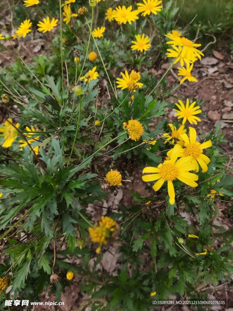 黄色小花绽放于草丛中