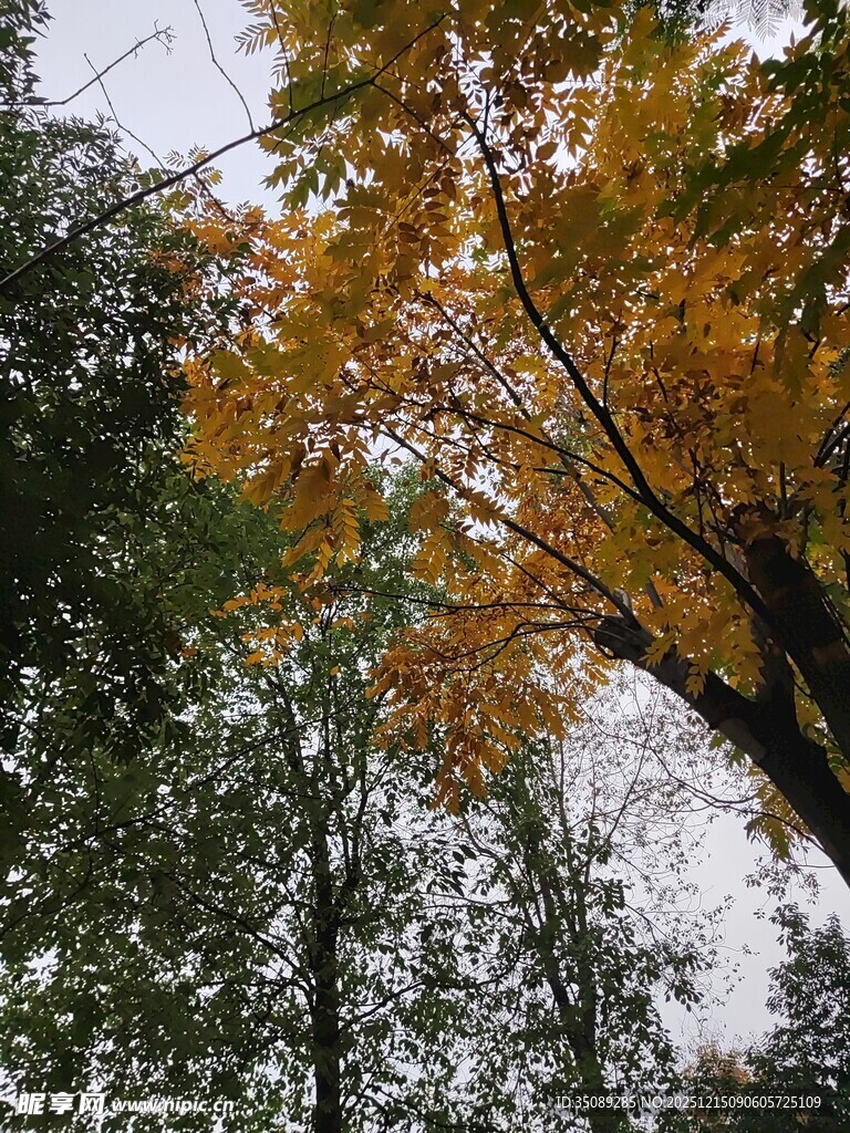 秋日树林中的斑斓树叶