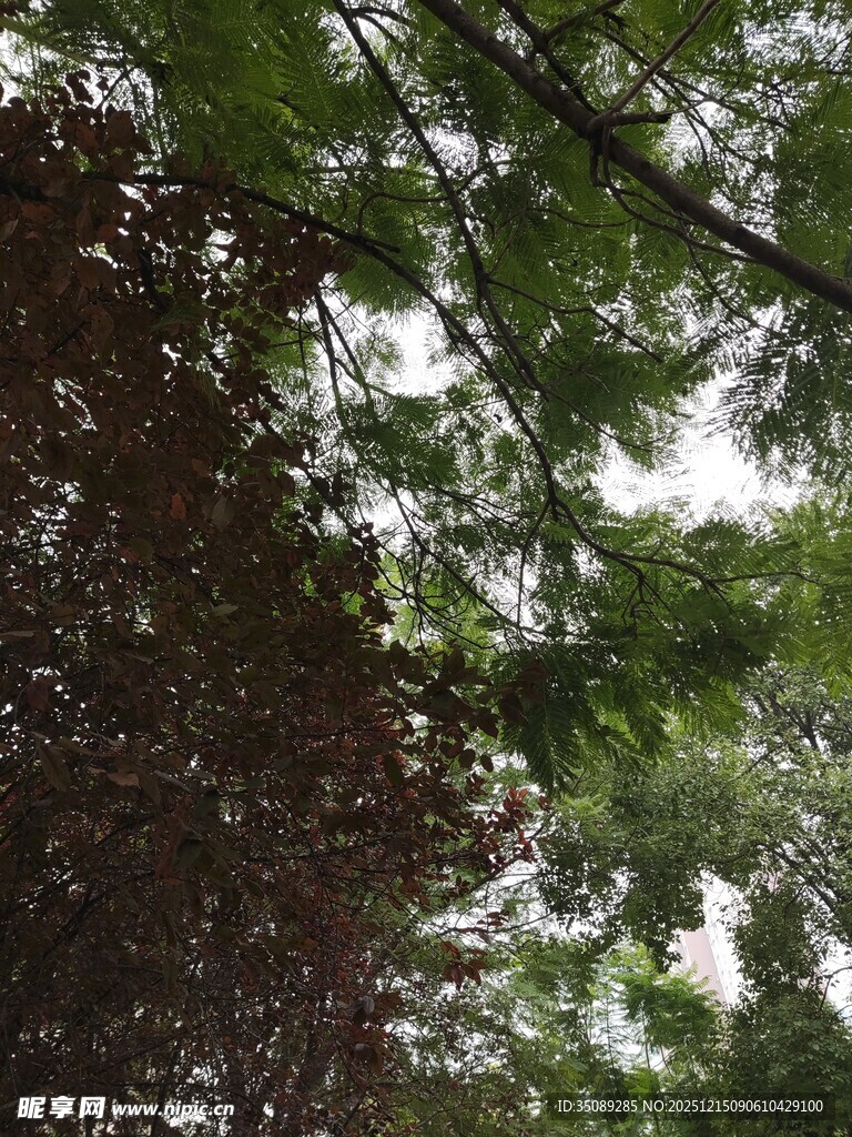 仰视繁茂枝叶景观