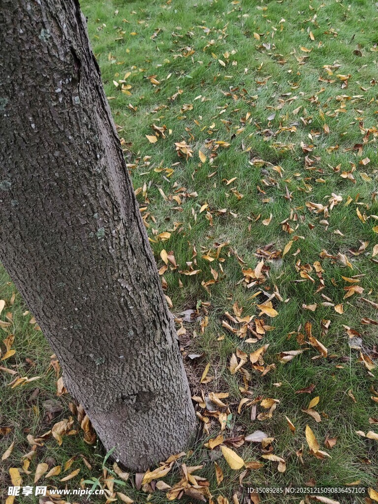 树干下的秋日落叶景象