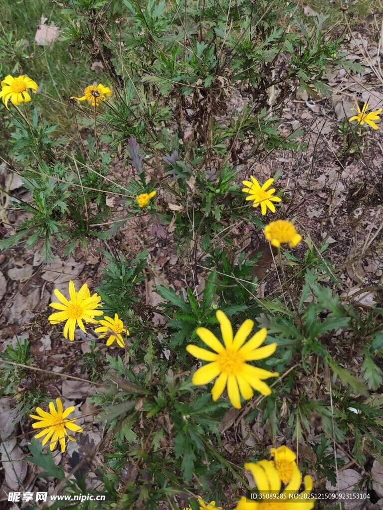 草地中的黄色小花绽放