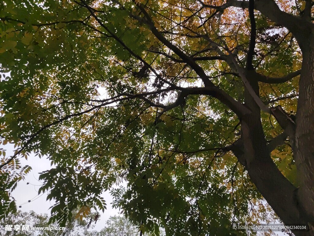 秋日繁茂枝叶的大树