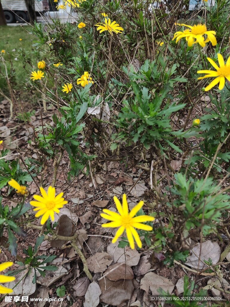 黄色小花绽放于碎石间