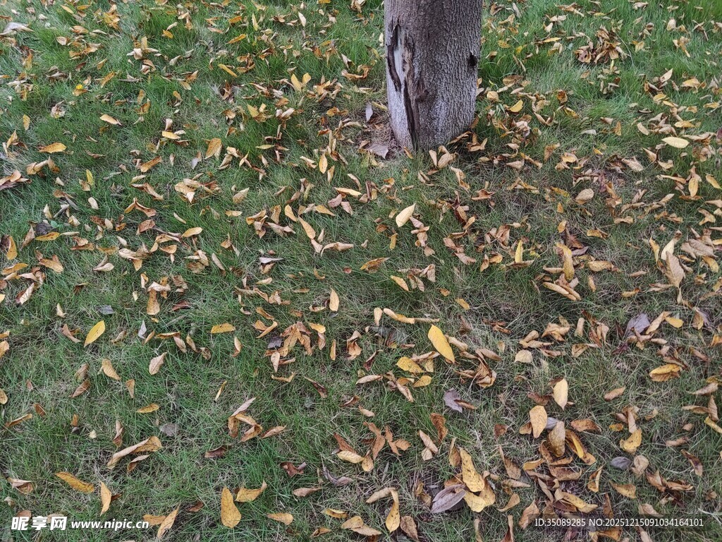 树下落叶铺就秋日景致