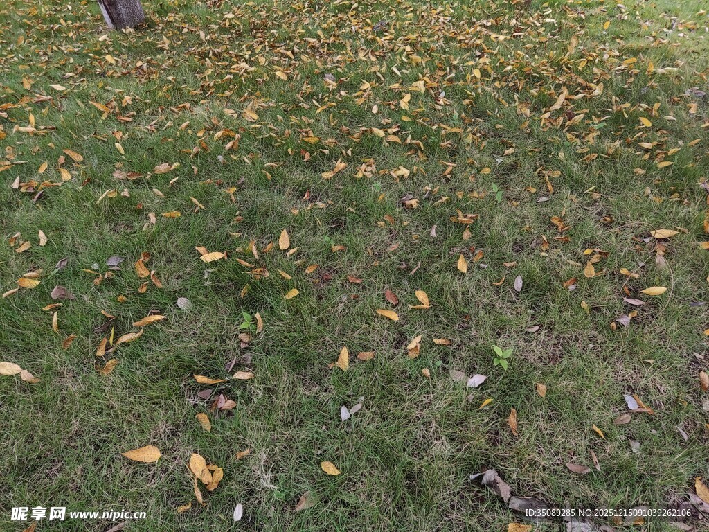 秋日草地落叶景致