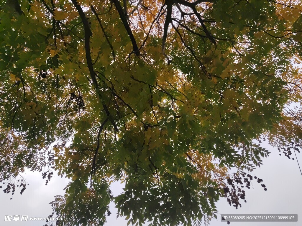 仰视秋日繁茂树枝
