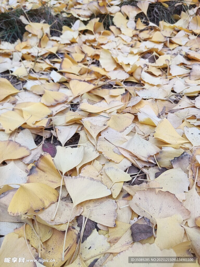 地面散落的枯黄树叶