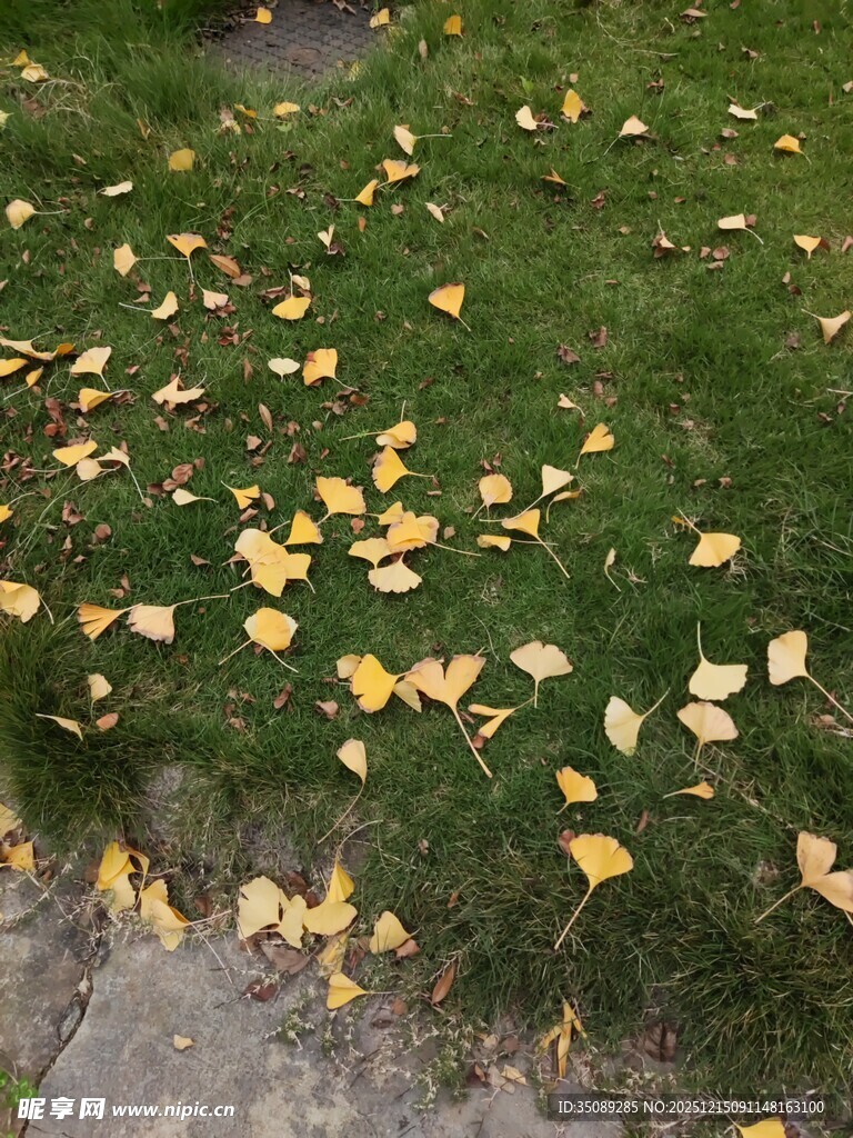 草地散落的金黄银杏叶