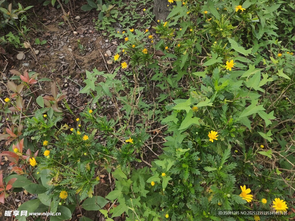 野外黄色小花与绿植景观