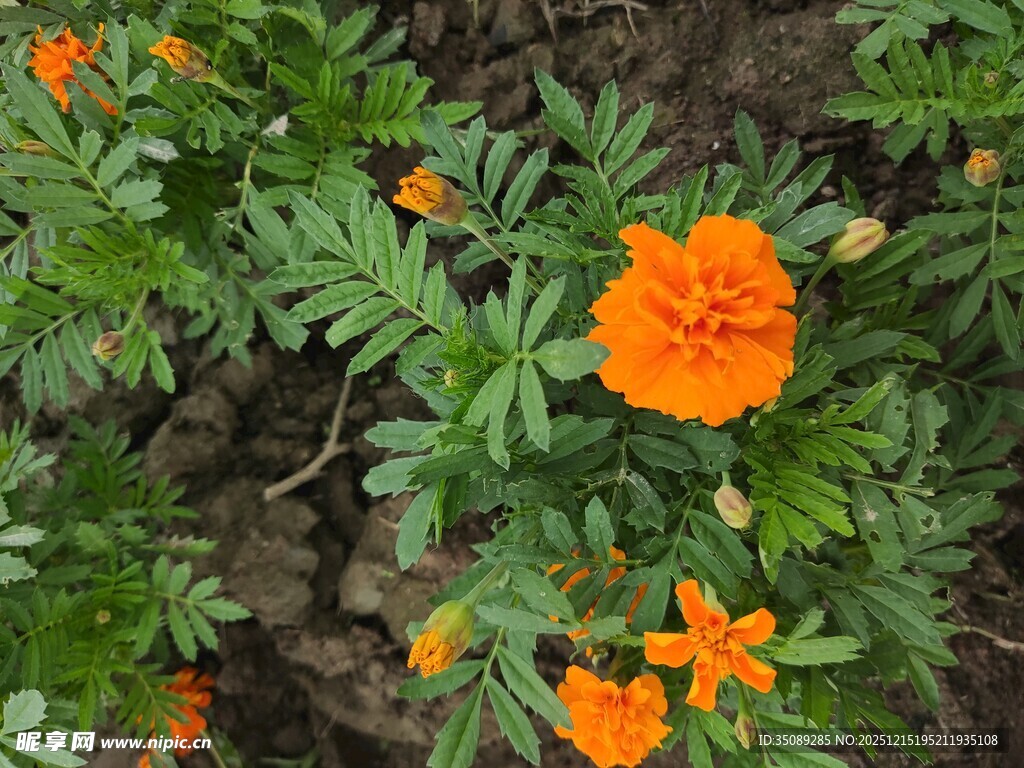 鲜艳橙色万寿菊绽放