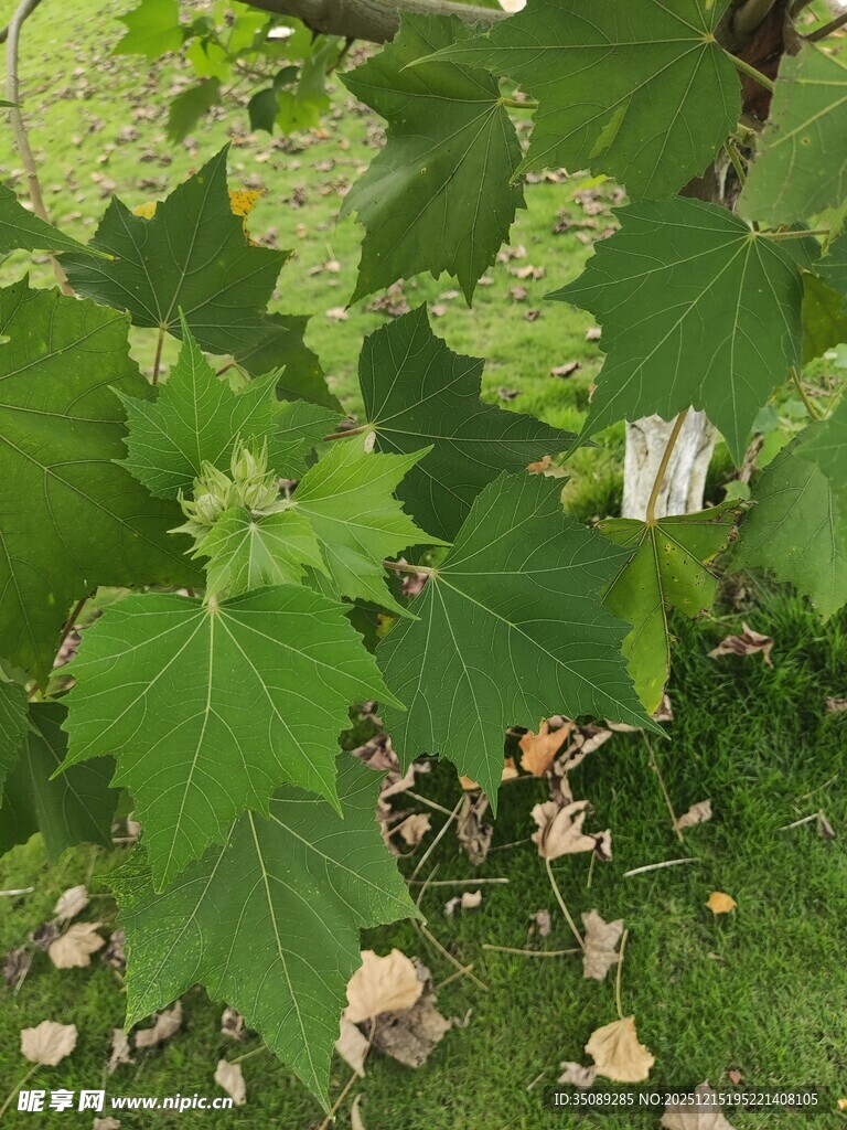 绿叶间的植物特写