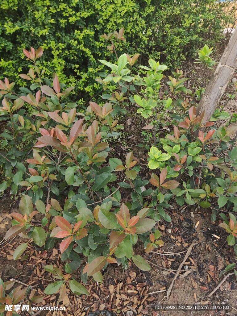 多彩灌木植物景观