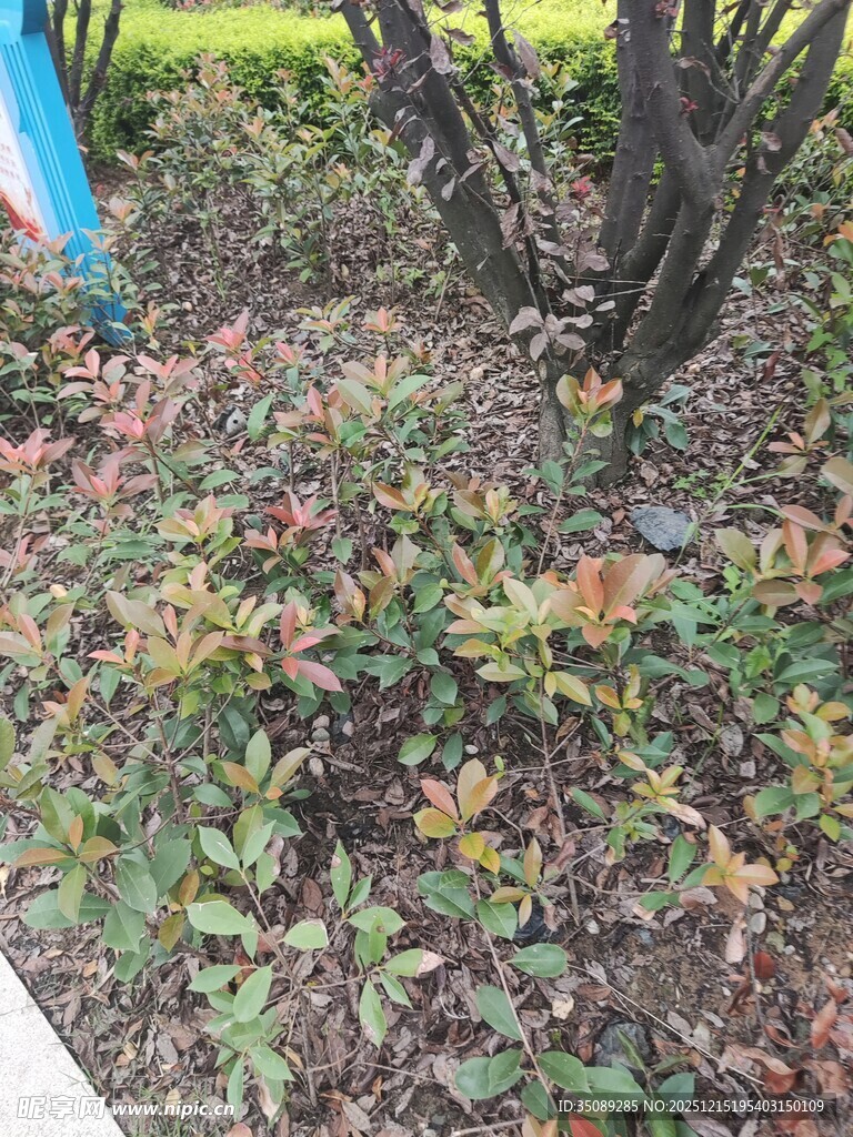 树下多彩植物景观