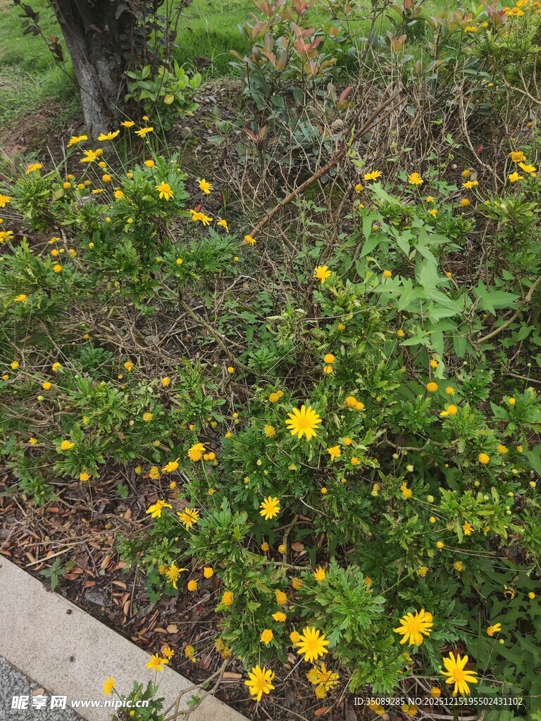 路边绽放的黄色小花