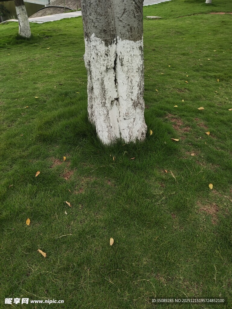 树干底部白色涂漆的草地景象