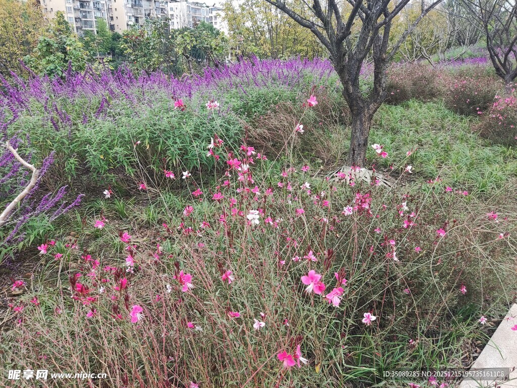 多彩花卉装点的林间美景