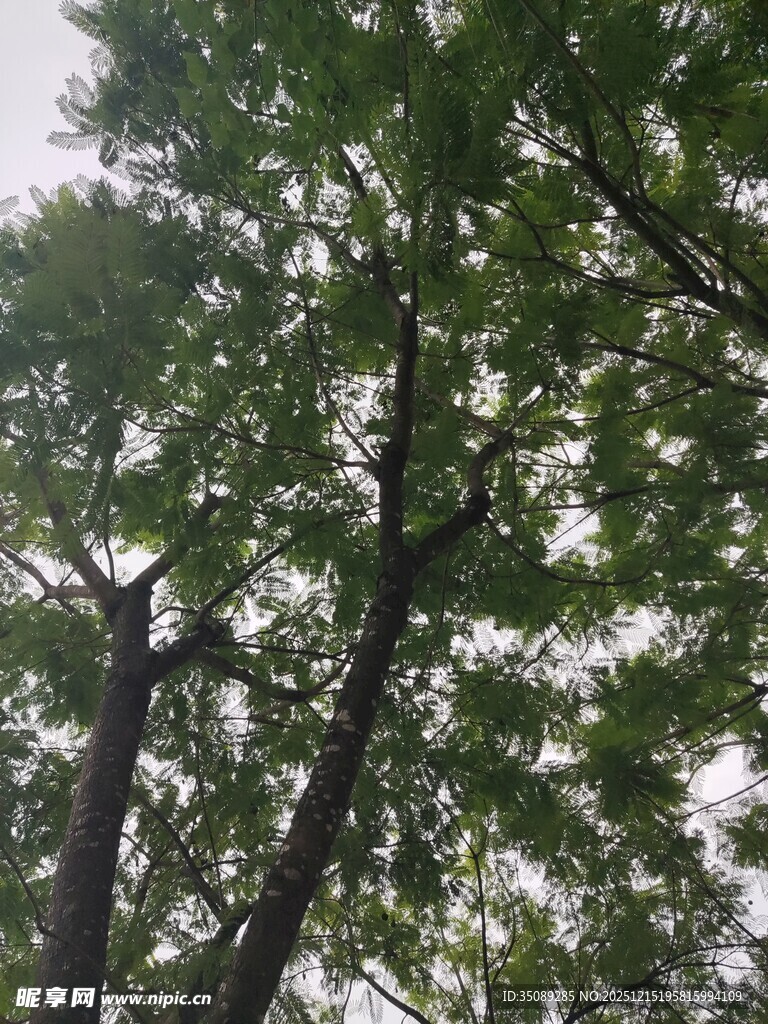 仰视茂密枝叶的树木