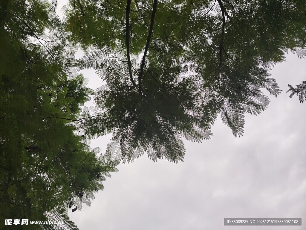 仰视茂密树林枝叶