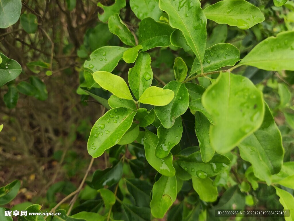 翠绿生机的鲜嫩植物叶片