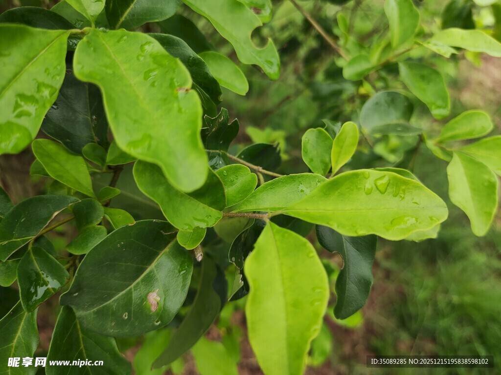 翠绿叶片的清新植物景象