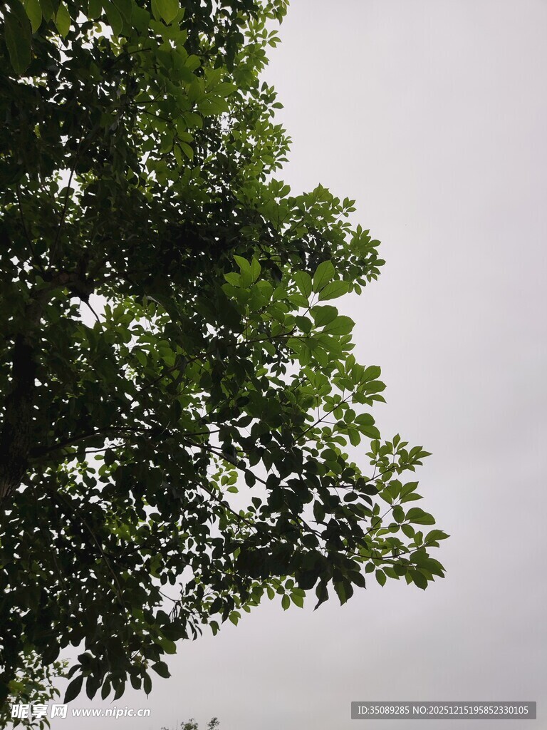 枝叶繁茂的树梢