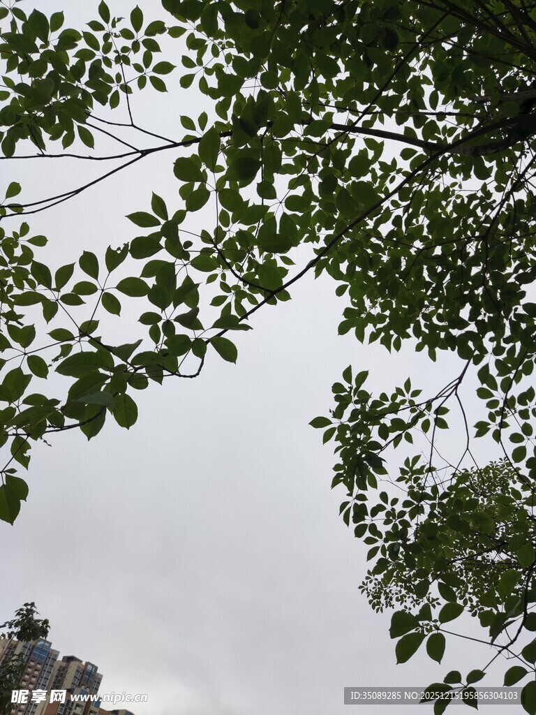 枝叶繁茂的树梢景象