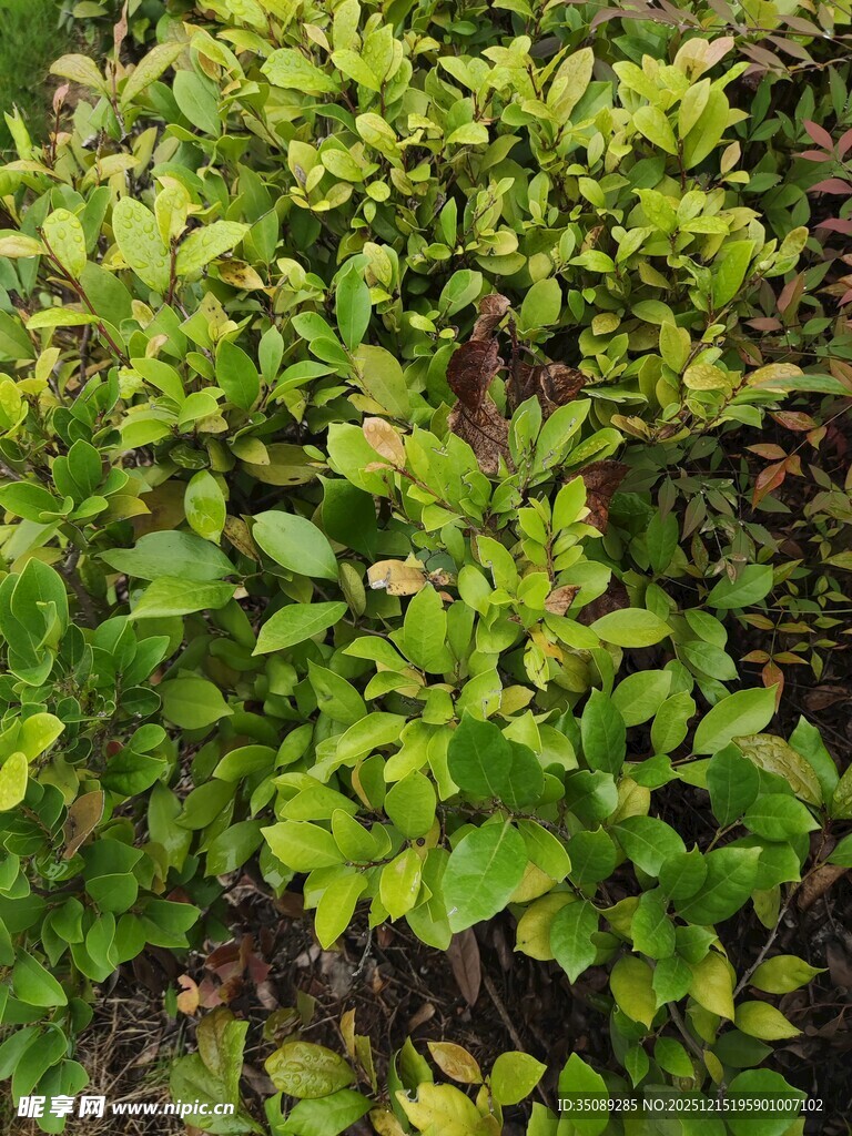 翠绿繁茂的植物景观