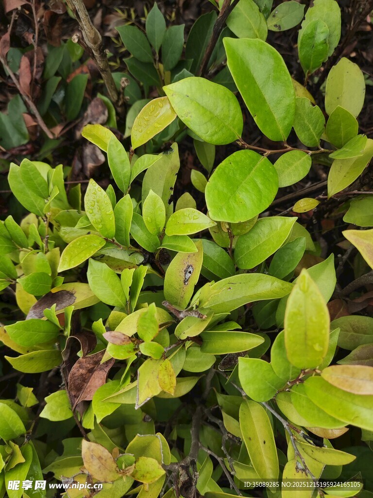 翠绿繁茂的植物叶片