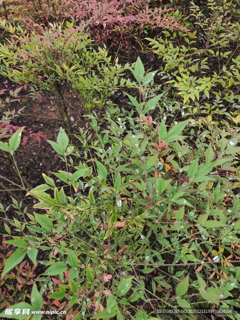 野外生长的带果绿色植物