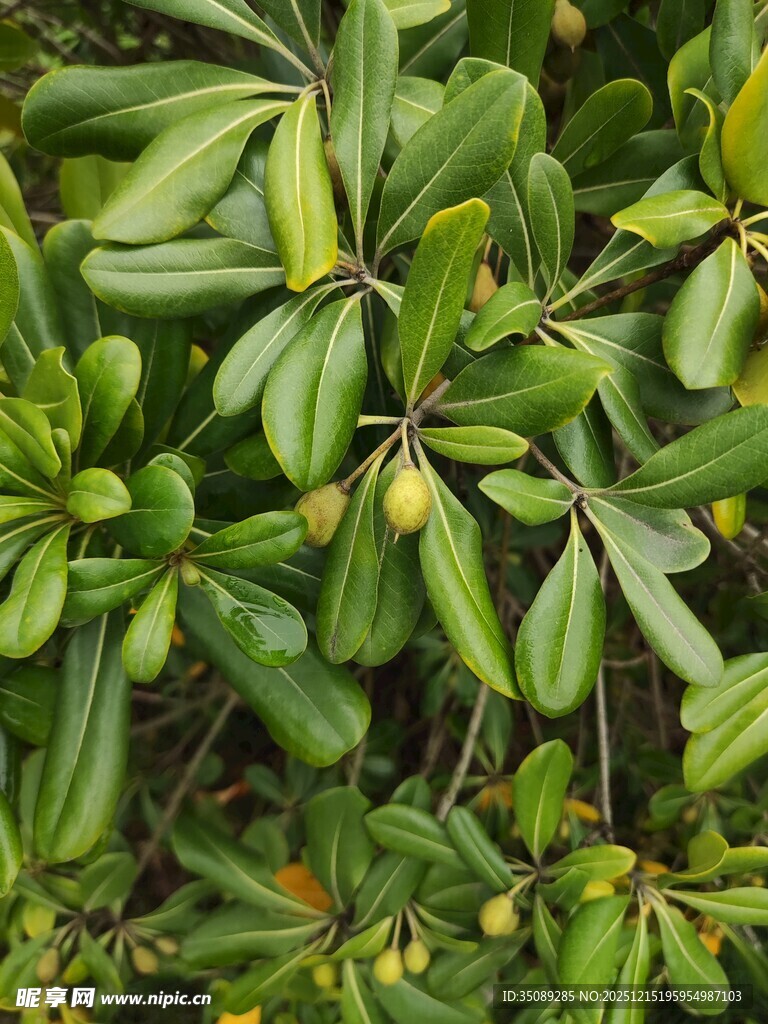 翠绿叶片植物特写