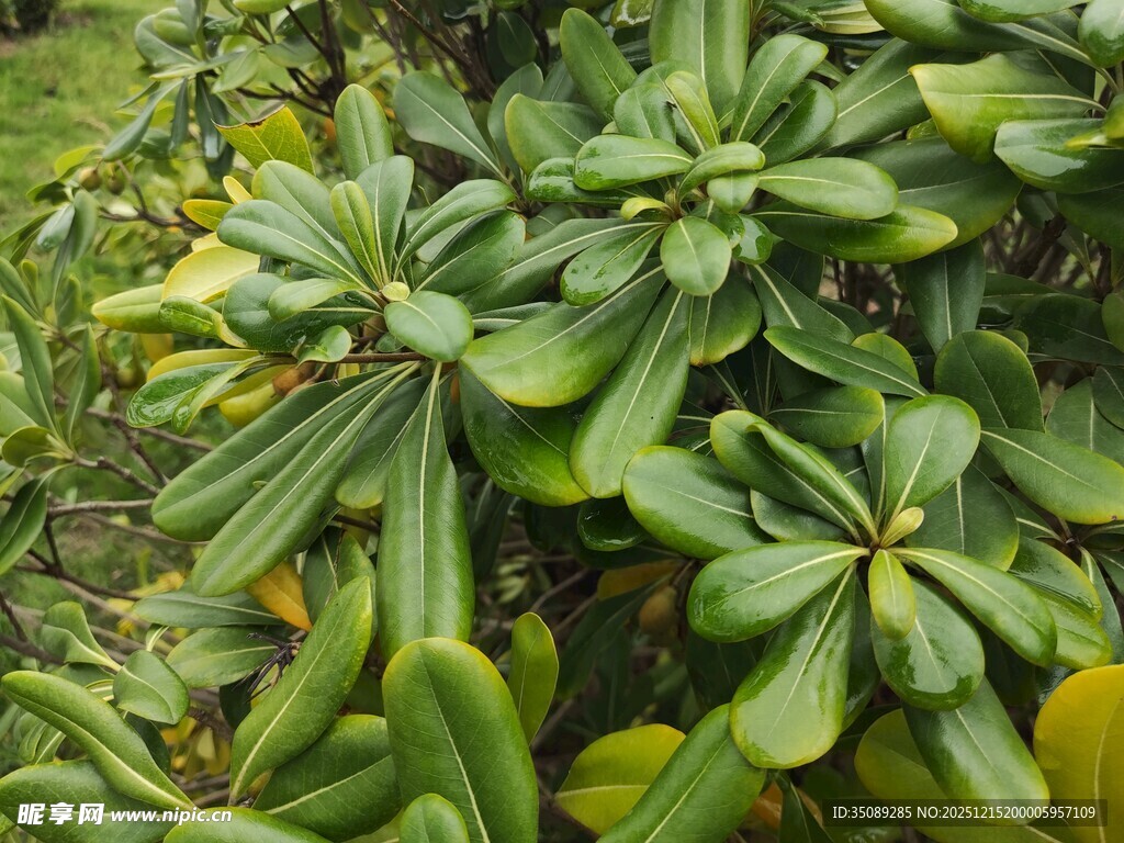 绿叶繁茂的植物景观