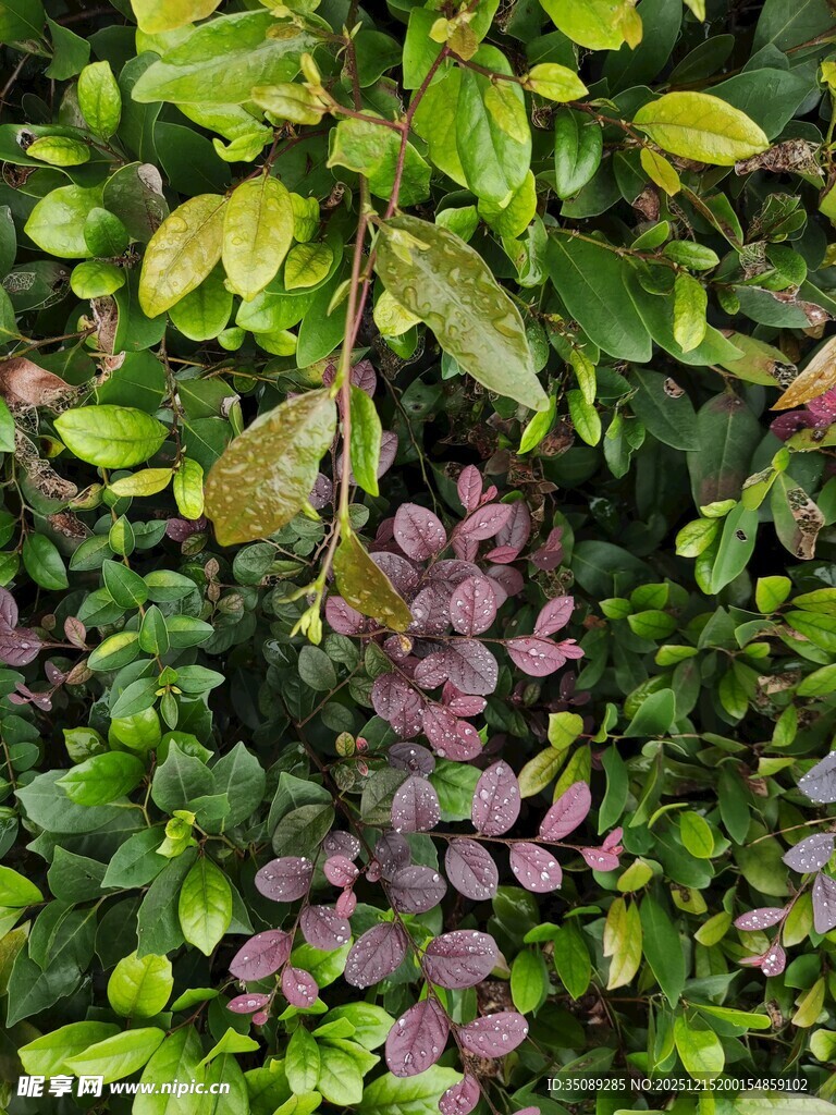 多彩植物叶片特写